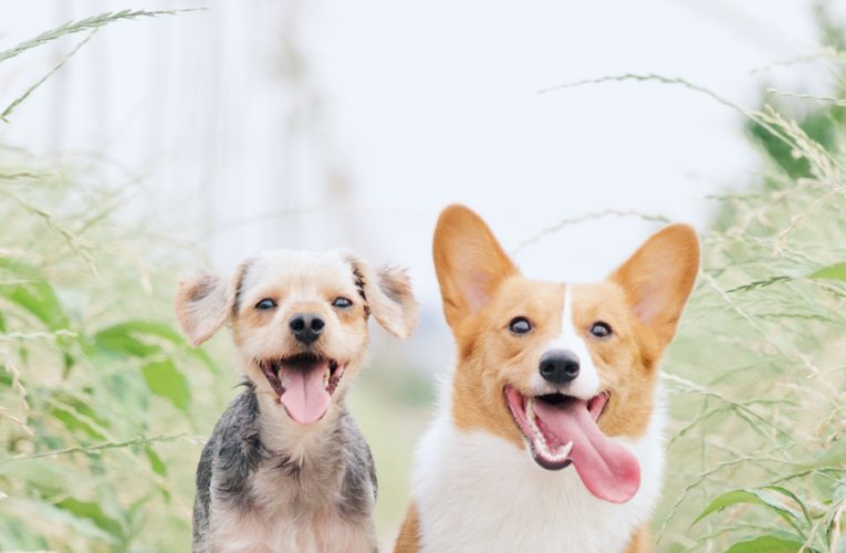 Preventing Home Dog Fights in White Settlement