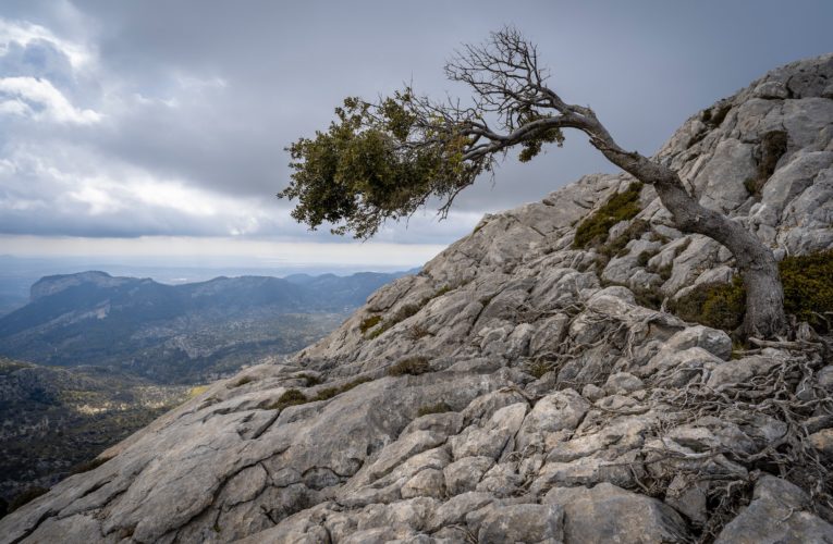 White Settlement: The Importance of Resilience in Overcoming Trauma